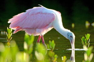 ©Fort Myers - Islands, Beaches and Neighborhoods_Roseate Spoonbill_14_Fort Myers Beach_Jason Boeckman