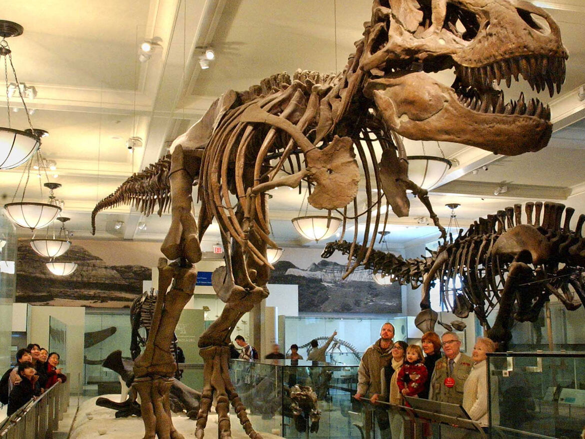 AMNH-CC_T_Rex