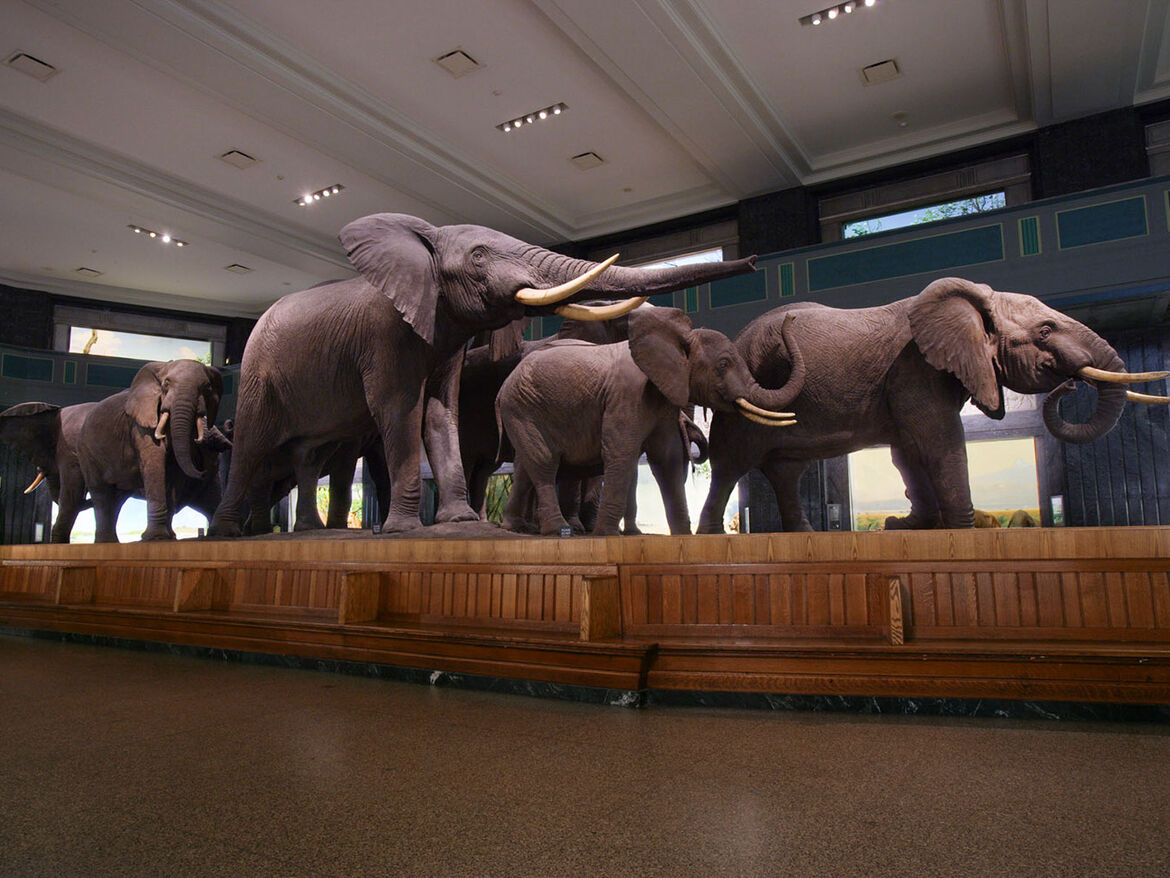 AMNH-Famous-display-of-elephants-in-the-Hall-of-African-Mammals