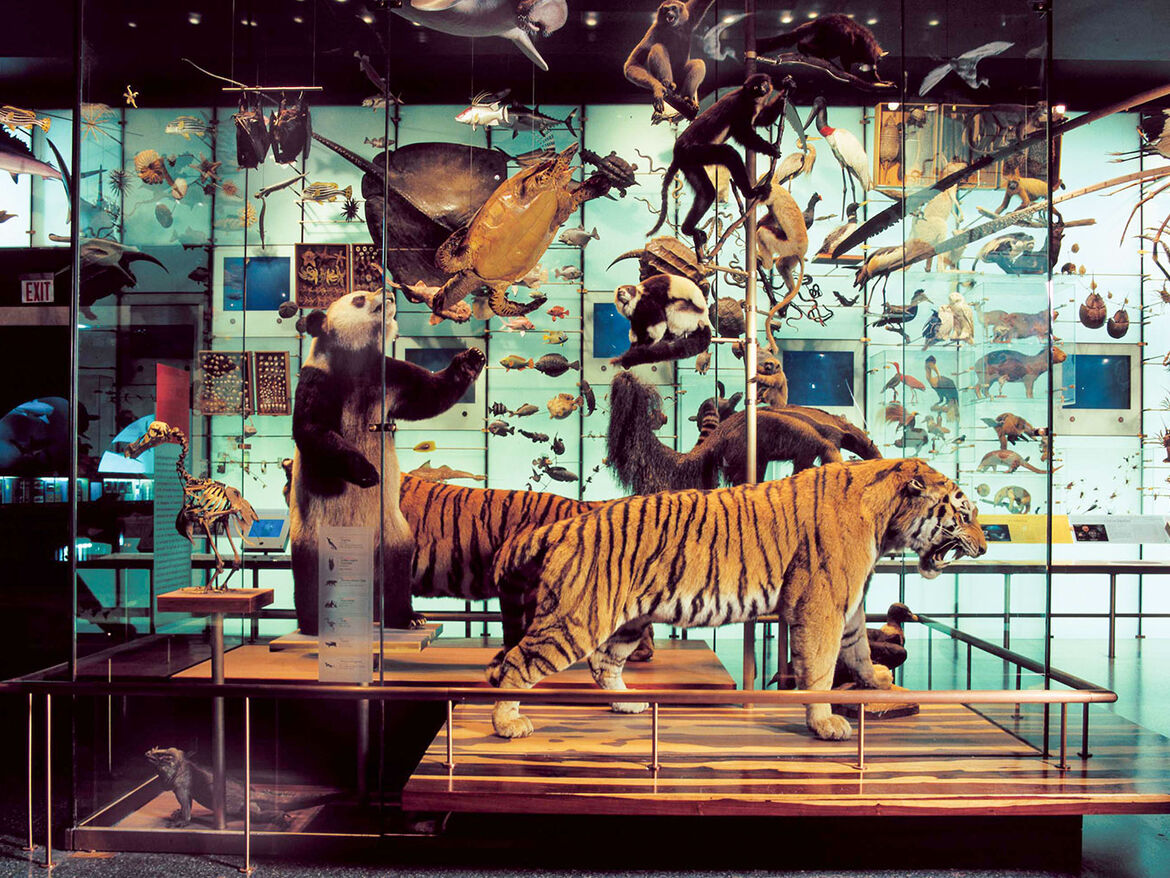 AMNH-Hall-of-Biodiversity-shows-the-Endangered-Case-and-Spectrum-of-Life